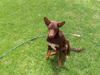 4 month old female r/t kelpie