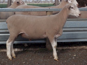 10 x 2021 Pepperton White Suffolk Rams - available now