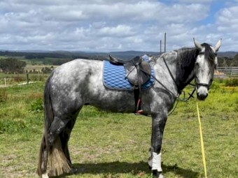 WANTED ACREAGE & HOUSE