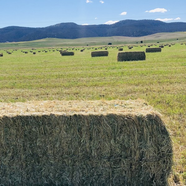 Rye/Cereal Hay Large Square Bales