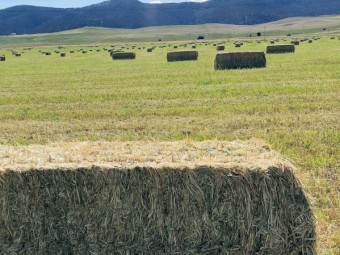Rye/Cereal Hay Large Square Bales