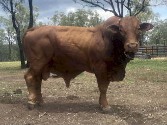 5yo Droughmaster Bull