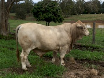 CHARBRAY HERD BULLS