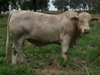 CHARBRAY HERD BULLS