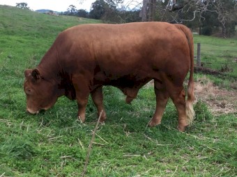 CHARBRAY HERD BULLS