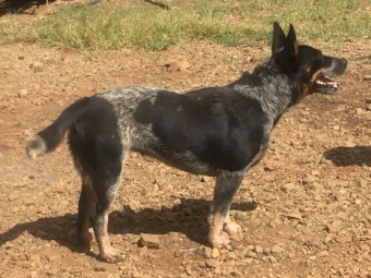 Willow. Blue female cattle dog