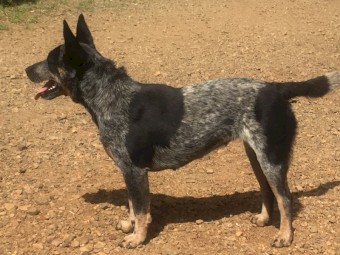 Willow. Blue female cattle dog