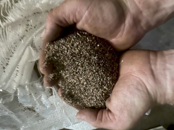 Chicory Pasture Seed