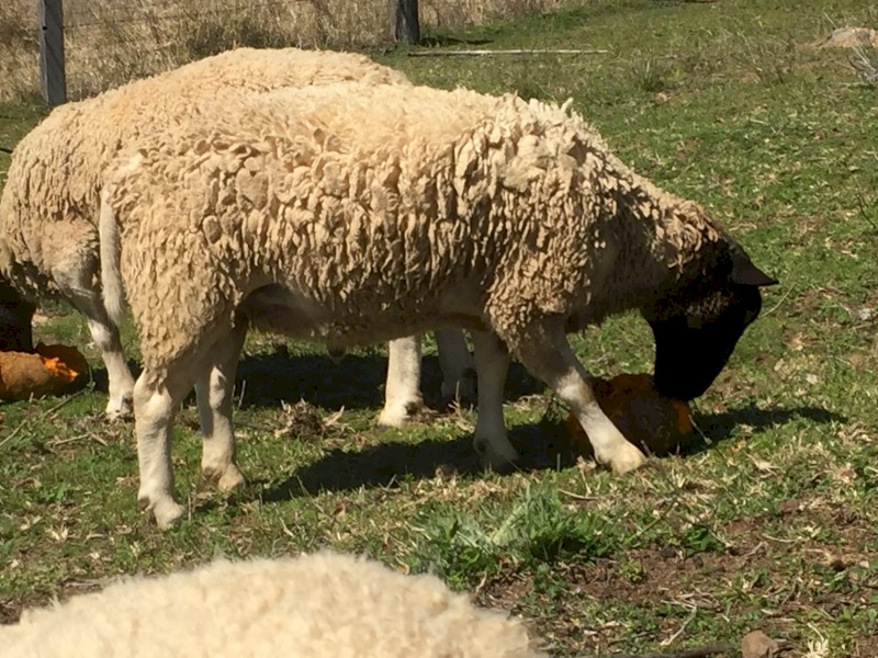 2 Dorper rams