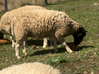 2 Dorper rams