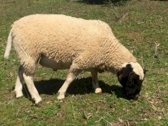 2 Dorper rams