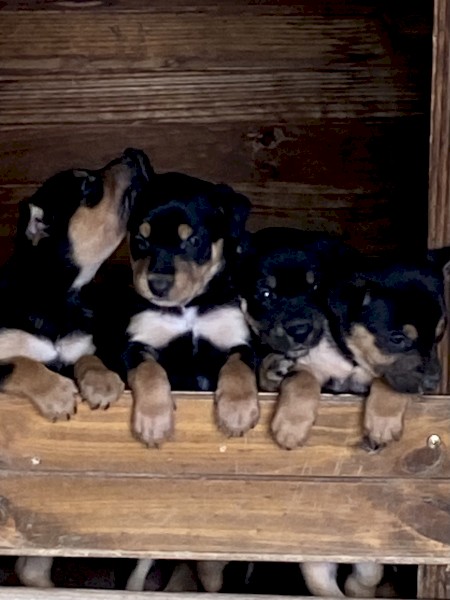 Purebred Kelpie Pups