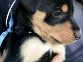 Purebred Kelpie Pups