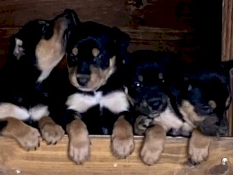Purebred Kelpie Pups