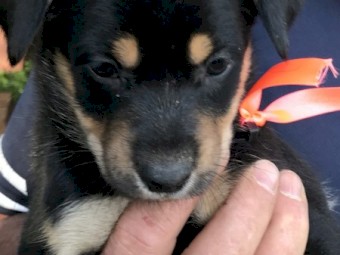 Purebred Kelpie Pups