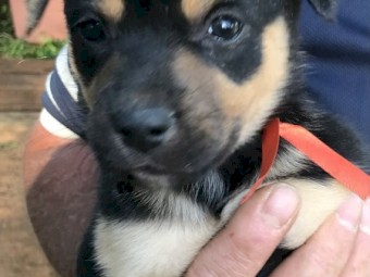Purebred Kelpie Pups