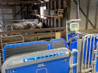 2022 Te Pari Sheep Handler