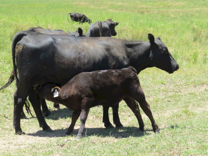 2 Year Old Station Mated Angus Heifers with Calves (Custom Mobs 1-100 Head Available)