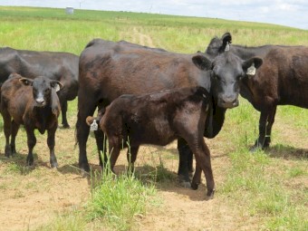 2 Year Old Station Mated Angus Heifers with Calves (Custom Mobs 1-100 Head Available)