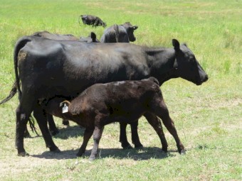 2 Year Old Station Mated Angus Heifers with Calves (Custom Mobs 1-100 Head Available)