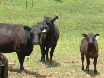 2 Year Old Station Mated Angus Heifers with Calves (Custom Mobs 1-100 Head Available)