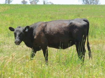 2 Year Old Station Mated Angus Heifers with Calves (Custom Mobs 1-100 Head Available)