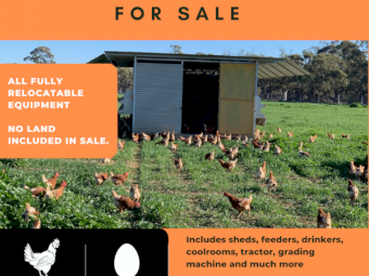 Free Range Egg Farm Equipment 