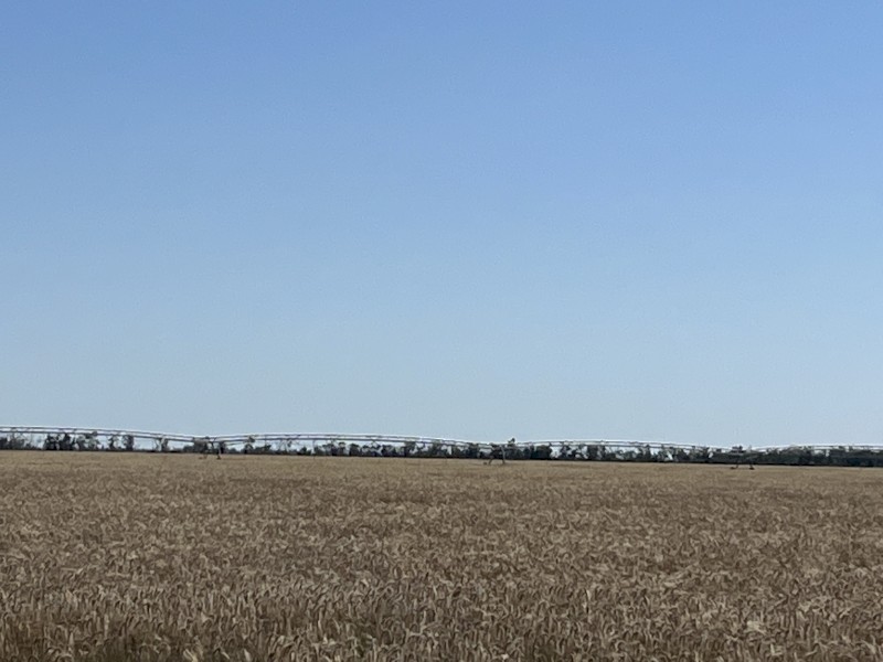 Certified Organic Triticale Grain