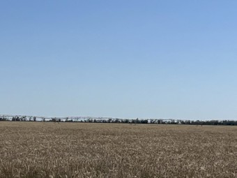 Certified Organic Triticale Grain