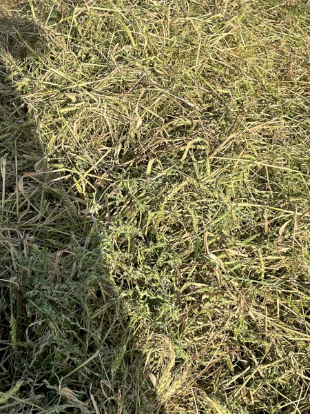 Vetch wheat silage/haylage