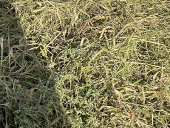 Vetch wheat silage/haylage