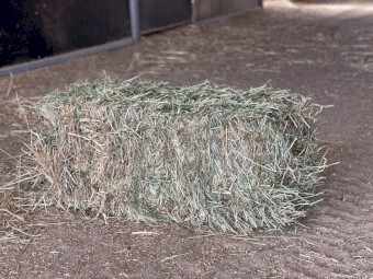 25/75 Lucerne and Pasture Small Squares