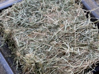 25/75 Lucerne and Pasture Small Squares