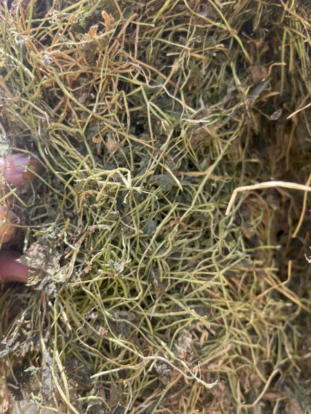 Sub Clover Small Squares 