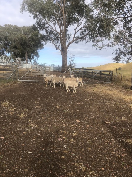 White Dorper Ewes