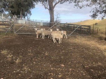White Dorper Ewes