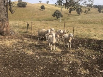 White Dorper Ewes