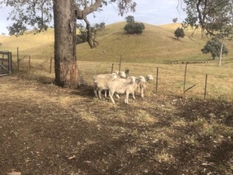 White Dorper Ewes