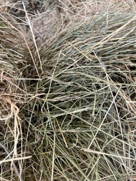 Rye/Clover Hay Small Bales