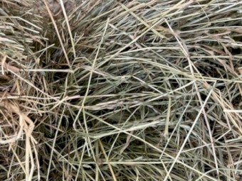 Rye/Clover Hay Small Bales