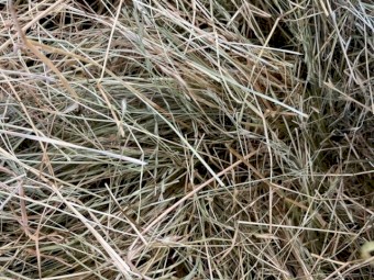 Rye/Clover Hay Small Bales