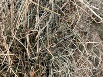 Rye/Clover Hay Small Bales