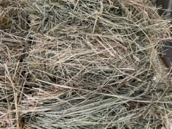 Rye/Clover Hay Small Bales