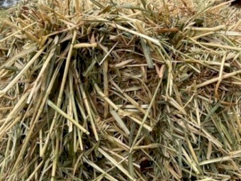 Oaten Hay Small Bales