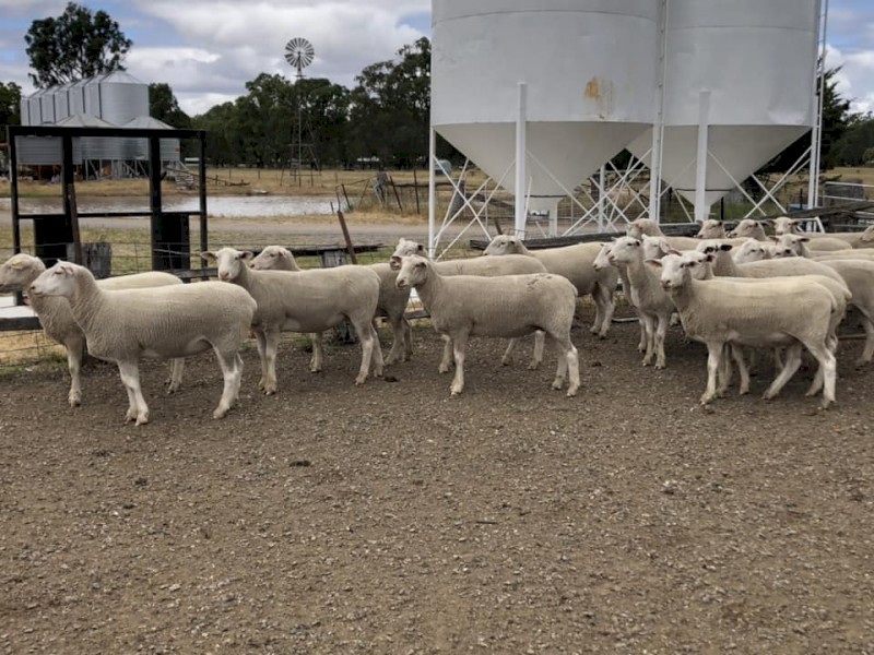 22x White Suffolk Ewes 2021 Drop
