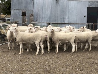 22x White Suffolk Ewes 2021 Drop