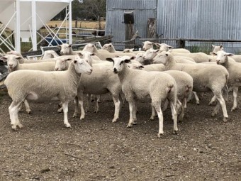 22x White Suffolk Ewes 2021 Drop