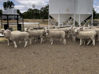 22x White Suffolk Ewes 2021 Drop