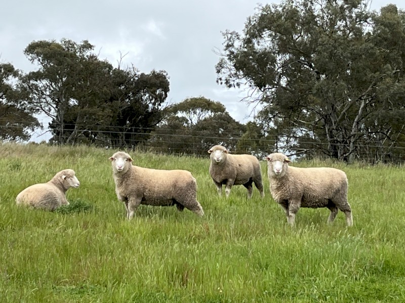 Dorset Rams - Poll rams ready to work