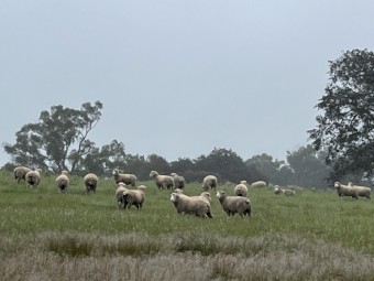 Dorset Rams - Poll rams ready to work